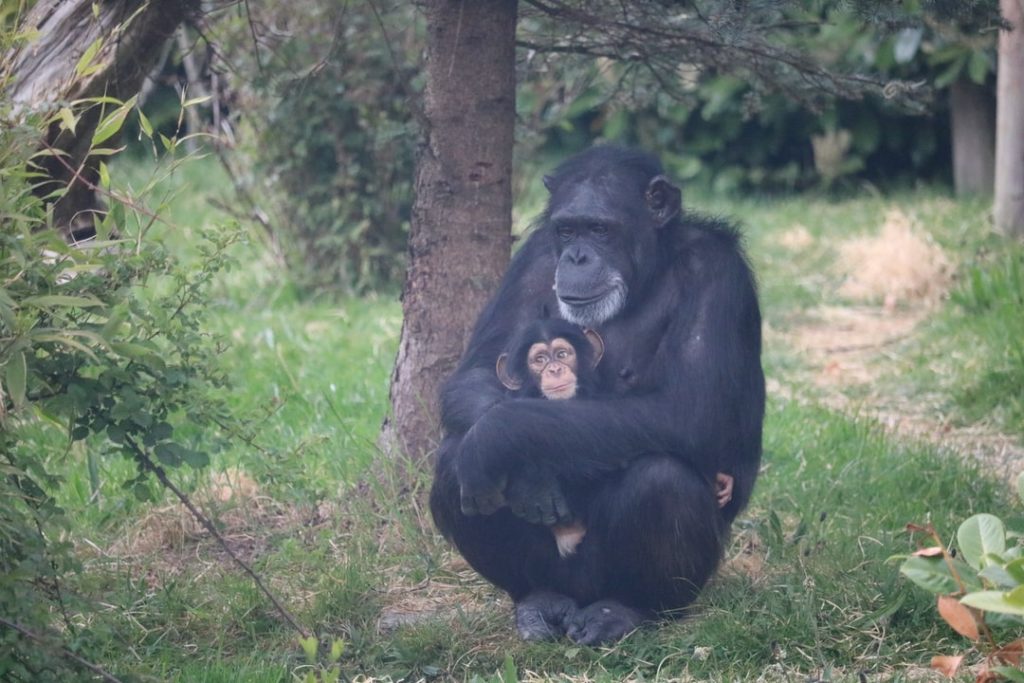 Why Are Chimps So Aggressive?