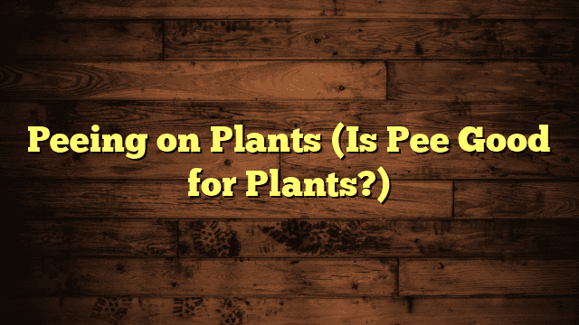 Peeing on Plants (Is Pee Good for Plants?)