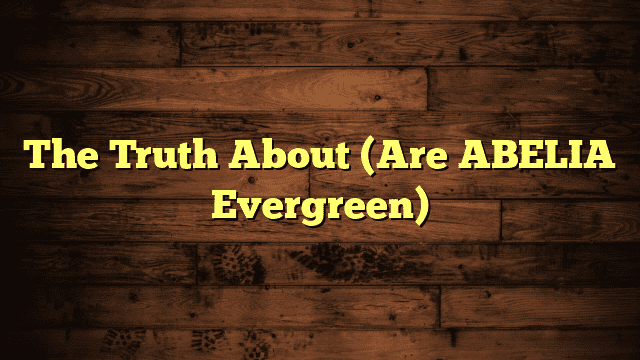 The Truth About (Are ABELIA Evergreen)