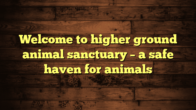 Welcome to higher ground animal sanctuary – a safe haven for animals